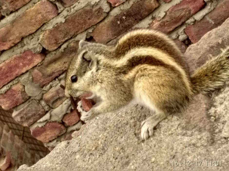 Squirrel eating my berry.