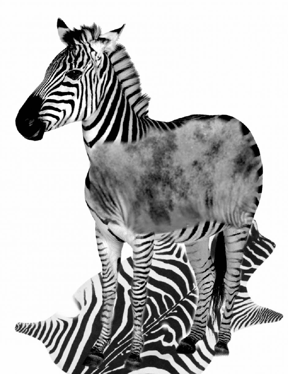 Nude zebra