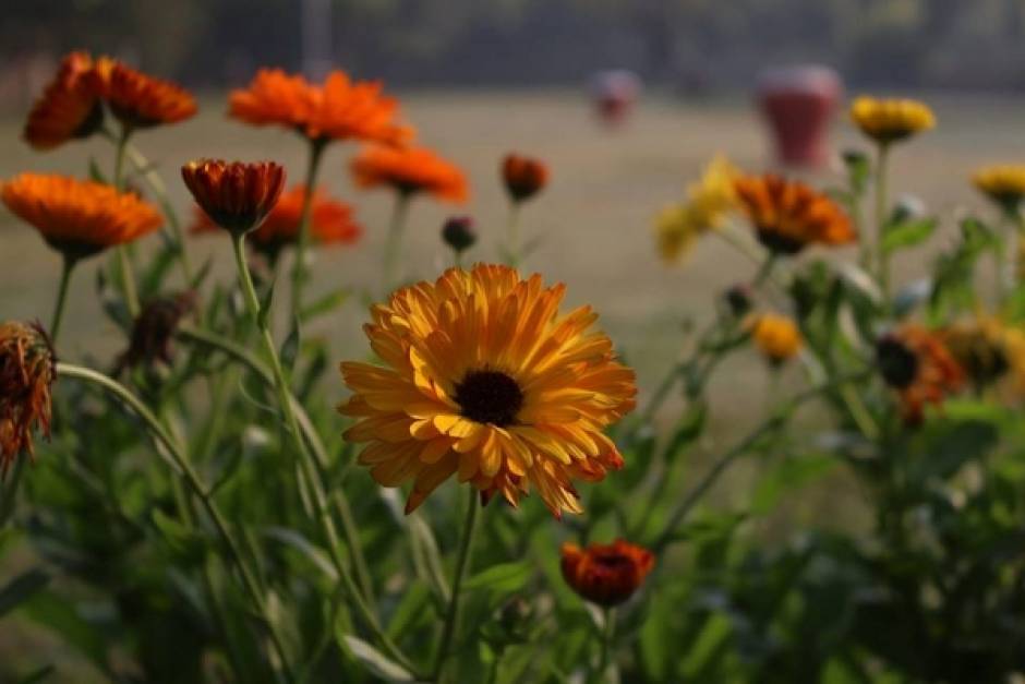 bloom