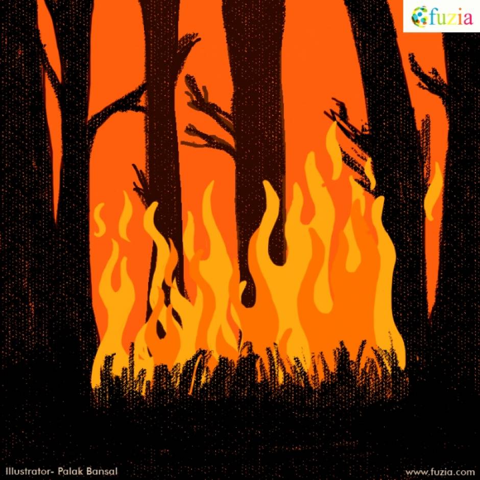 Amazon Rainforest Fire!