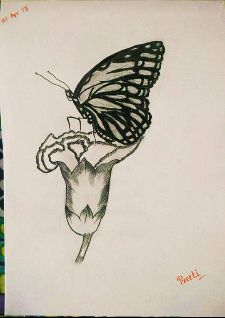 Butterfly/ pencil sketch