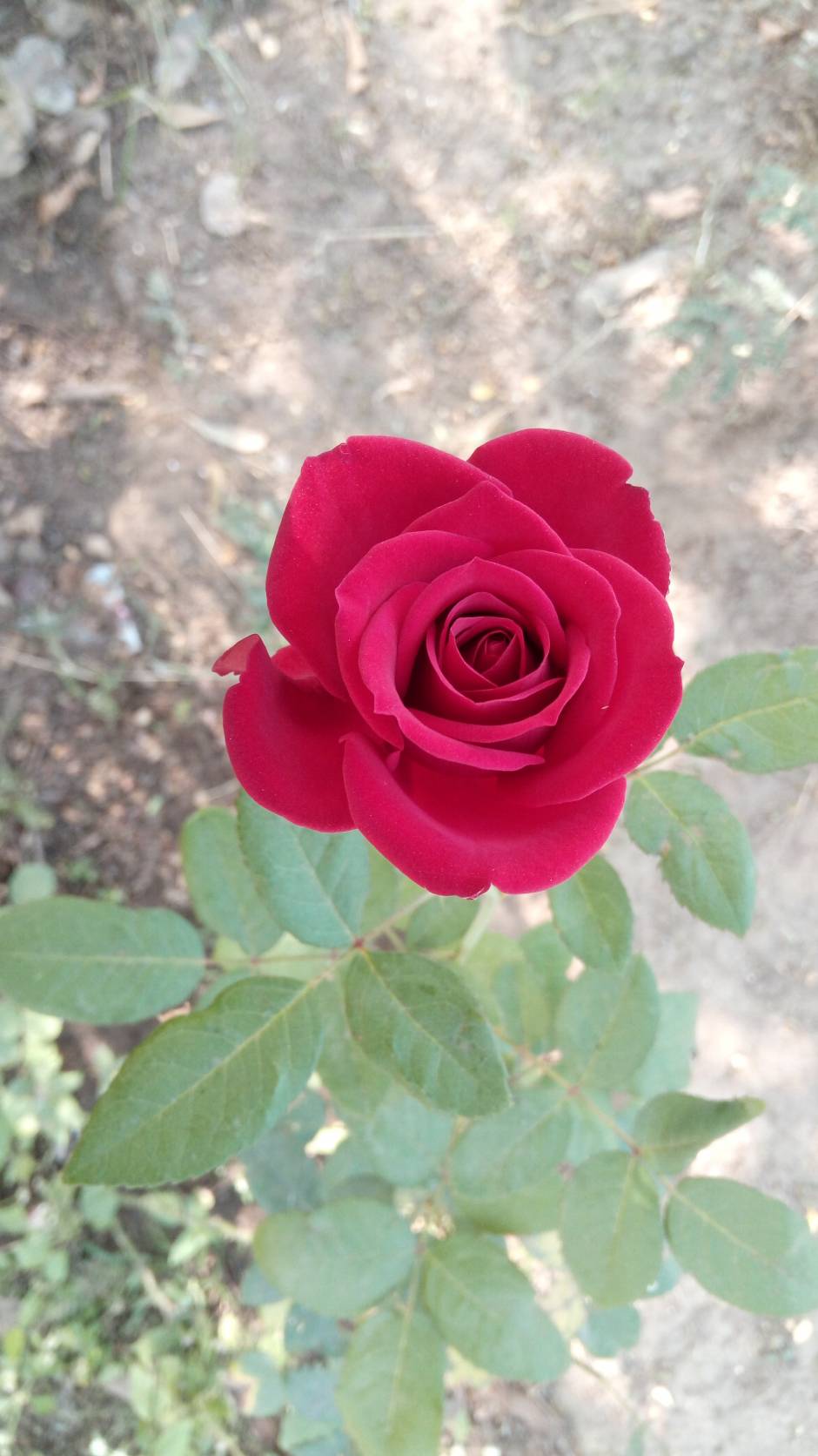 Red Rose