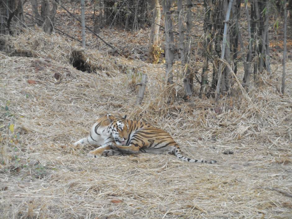 TIGER (Van Vihar National Park)