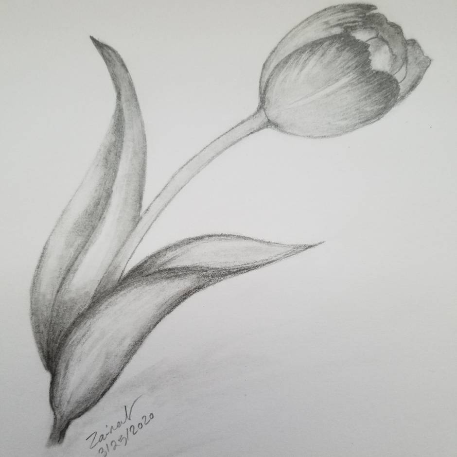 tulips pencil drawing