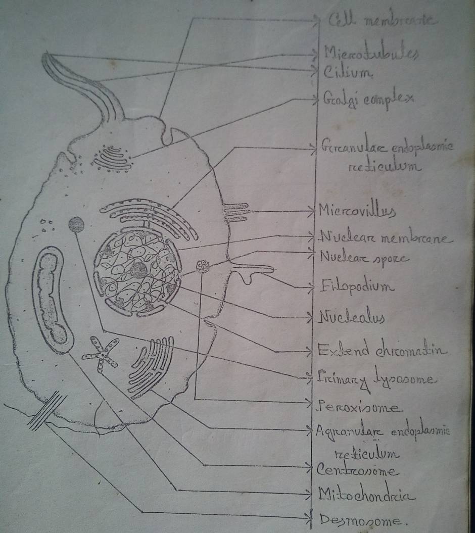 Cell Diagram – BDFA