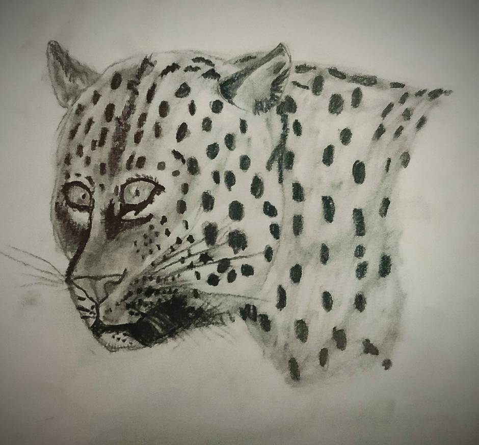 Drawing animal
