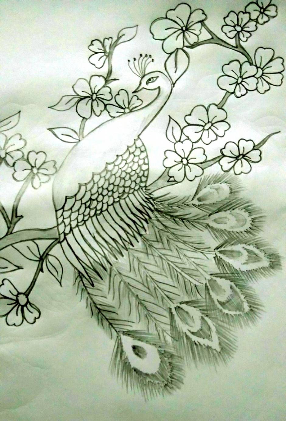 the peacock drawing step by step with pencil sketch is very easy #peac... |  TikTok