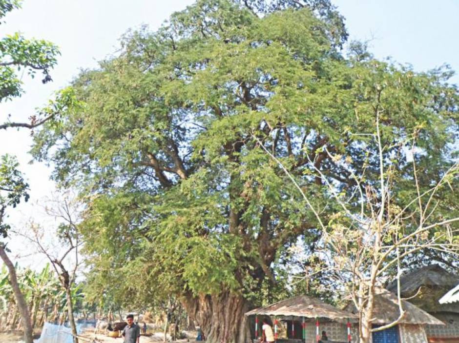 Ancient Tamarind tree