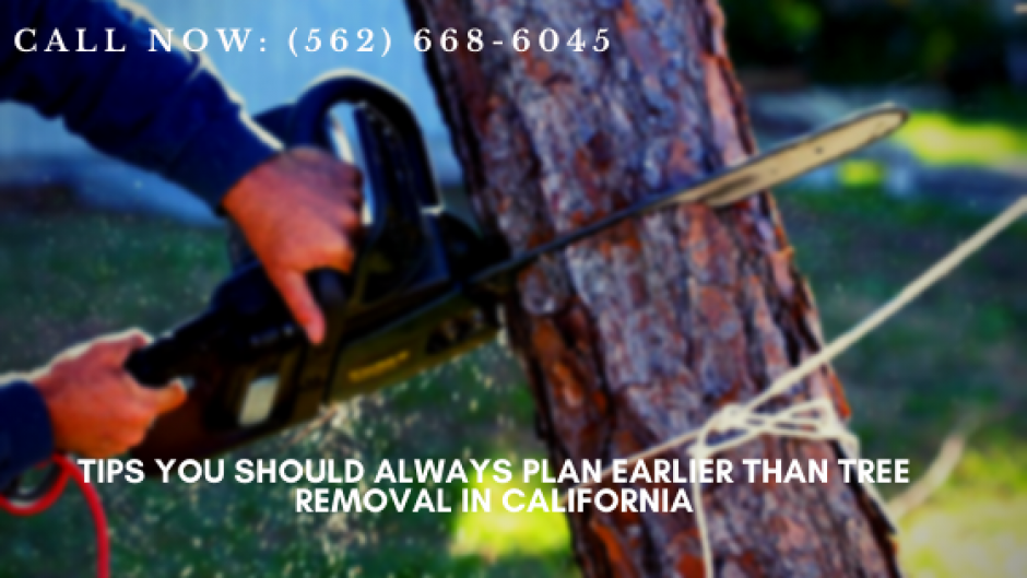 Always intend earlier than Tree Elimination in California