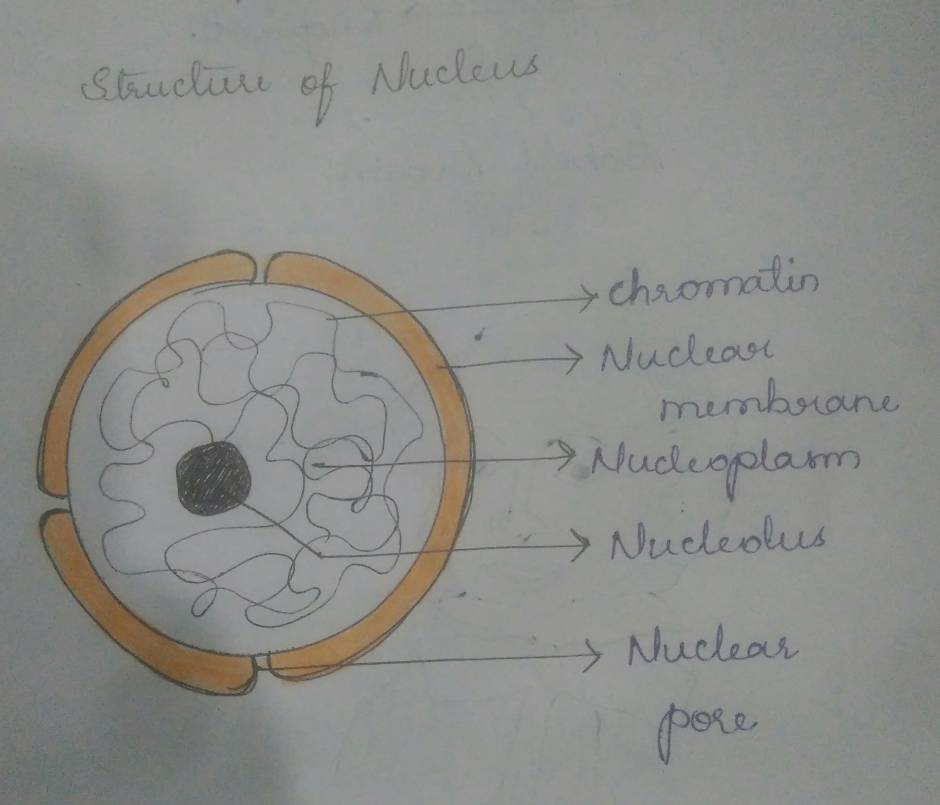 Nucleus structure