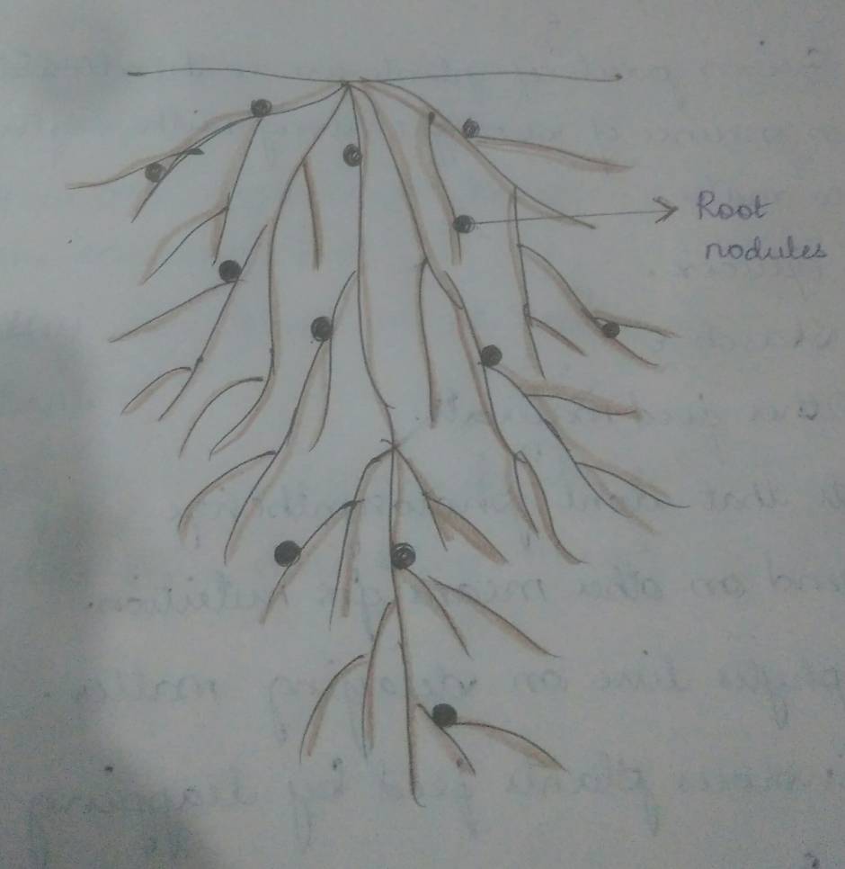 Root nodules