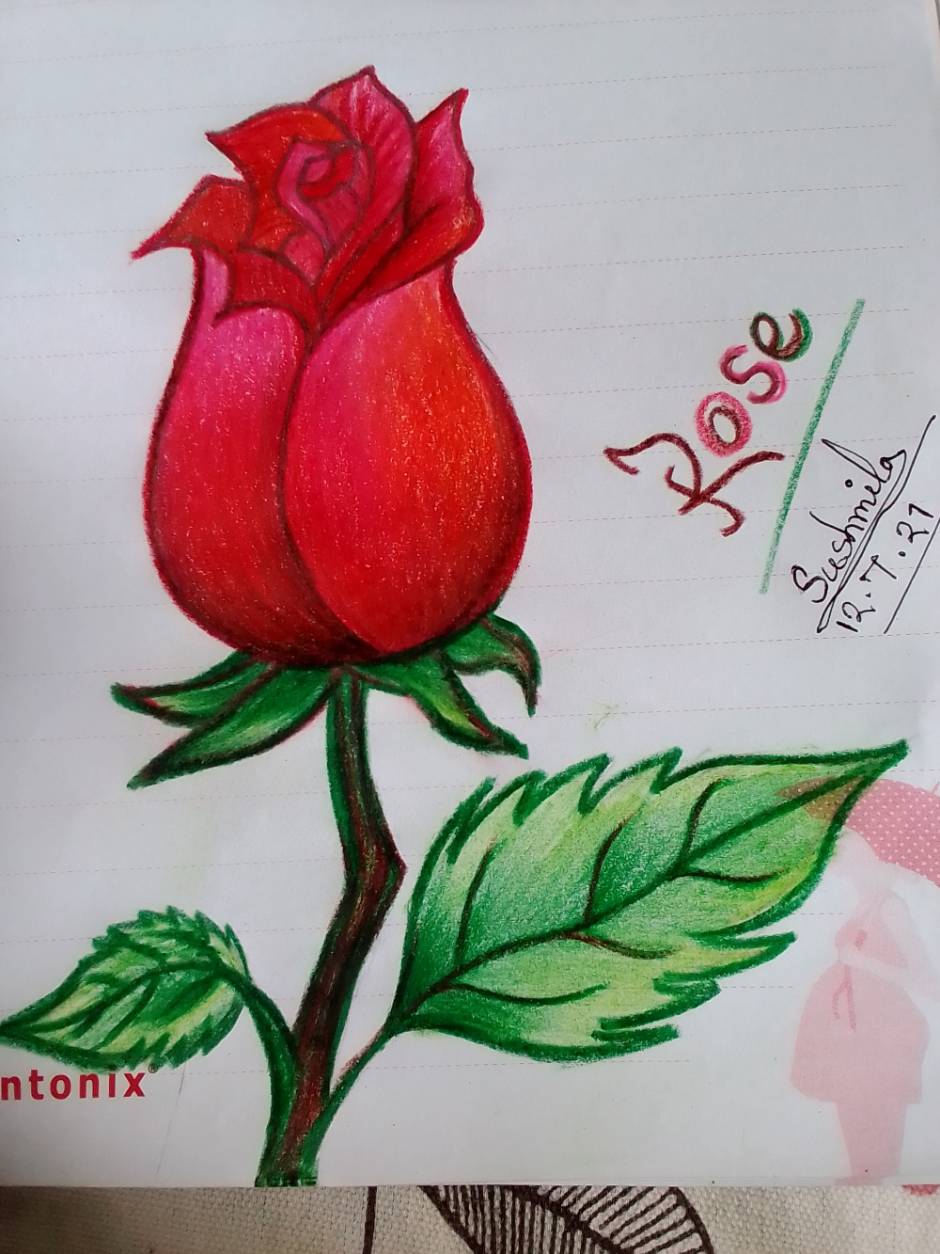 Buy Pencil Drawing Print the Rose Day 95 Online in India - Etsy