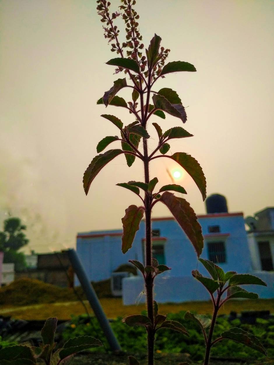 Tulsi plant and sunshine with beautiful nature