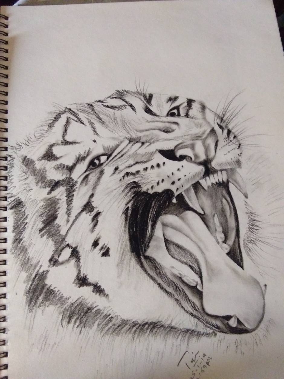 Roaring Tiger.. Pencil Sketch