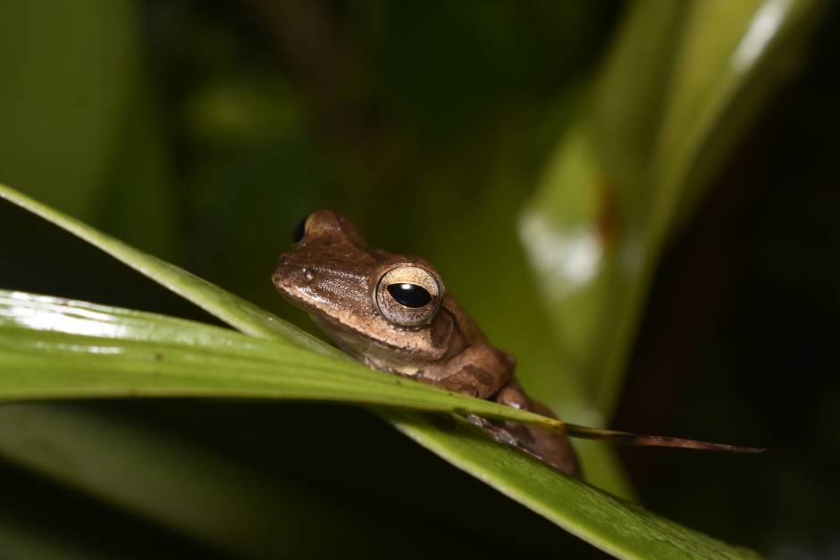 charpa tree frog