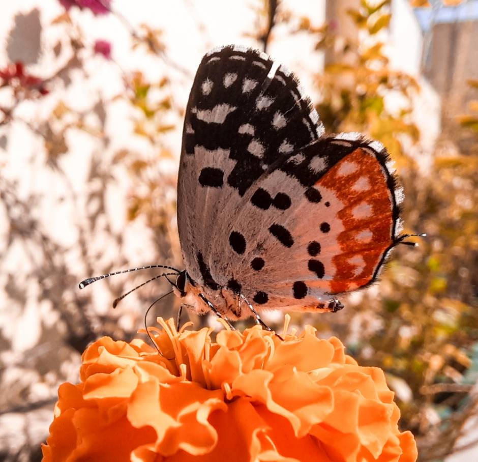 Talicada, but make it a bit aesthetic..