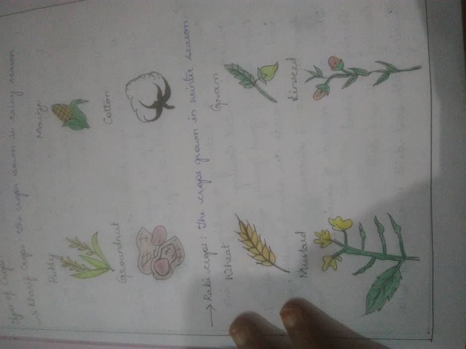 Wheat plant drawing for beginners / step by step wheat crops drawing -  YouTube