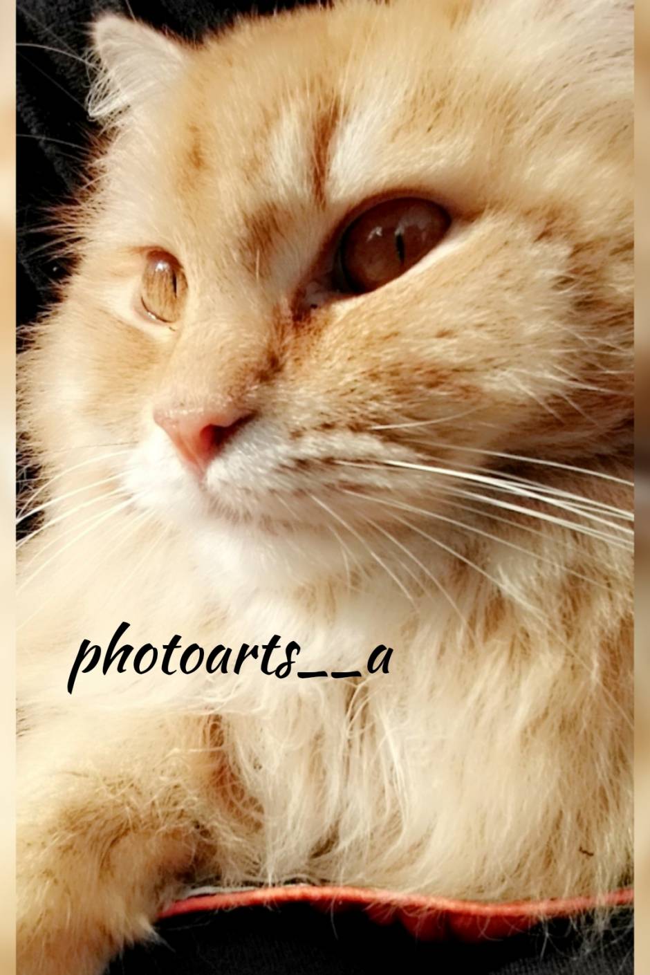 A Persian double coated cat having miraculous eyes and fur