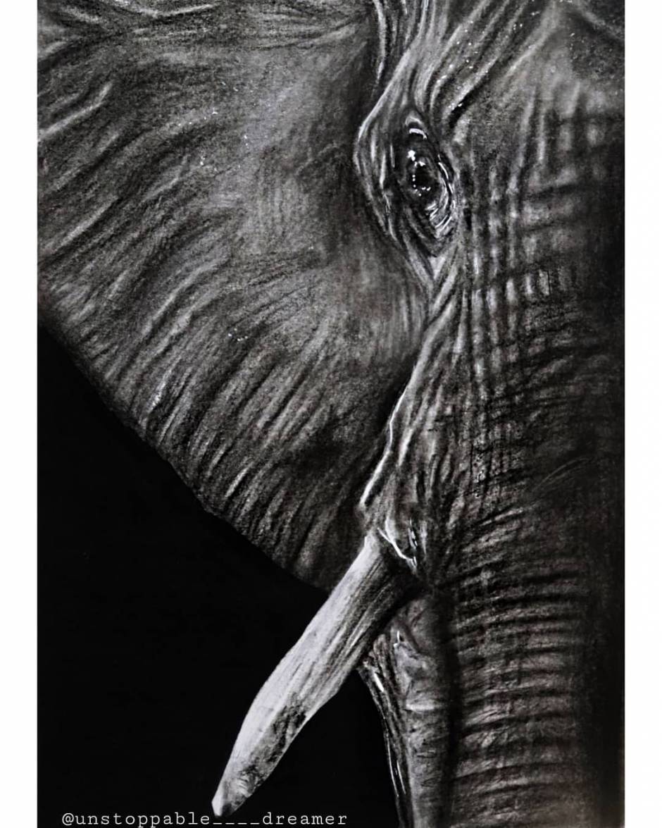 770 Pencil Drawings Of Elephants Illustrations RoyaltyFree Vector  Graphics  Clip Art  iStock