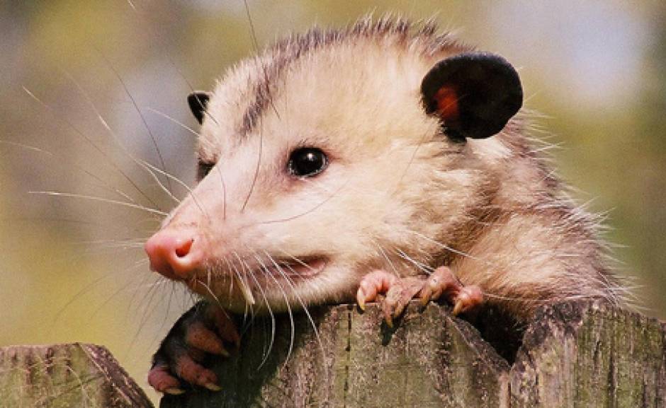 Possum Trapping & Removal Services 