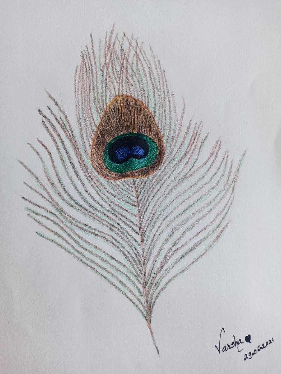 Page 2  Peacock Feather Drawing Images  Free Download on Freepik