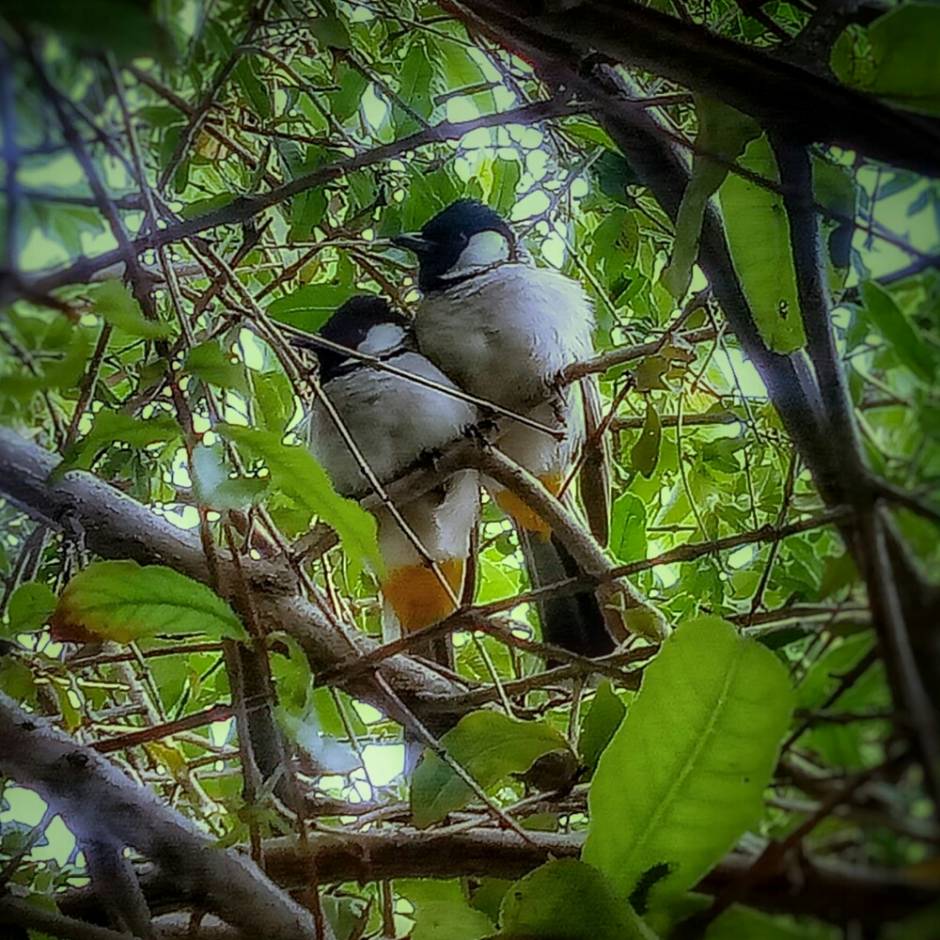 Two birds sitting on a branch