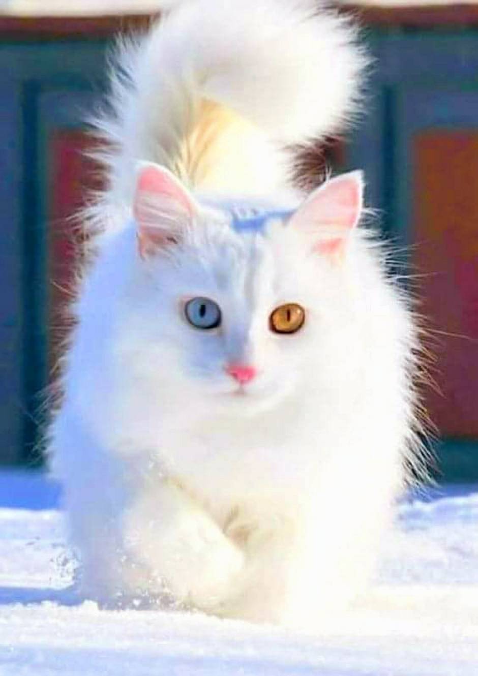 cute cat