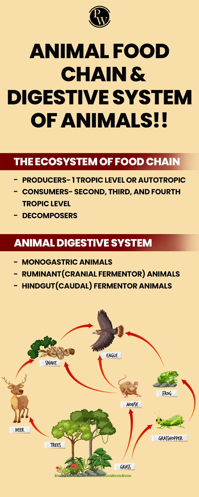 Animal Food Chain & Digestive System Of Animals!!