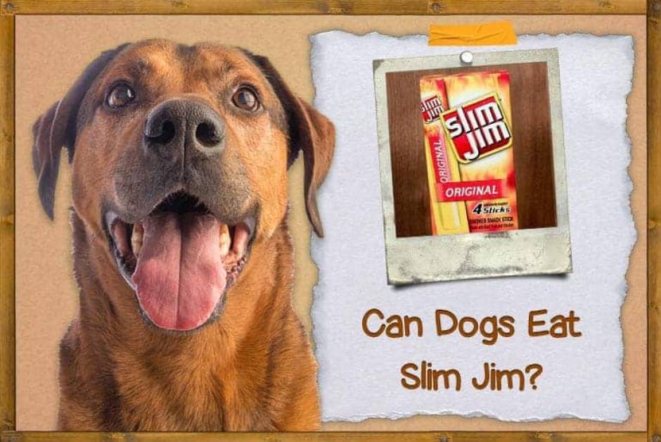 Can Dogs Eat Slim Jims - Fuzia