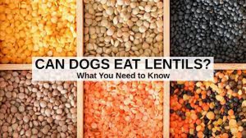 is-pulses-good-for-dogs