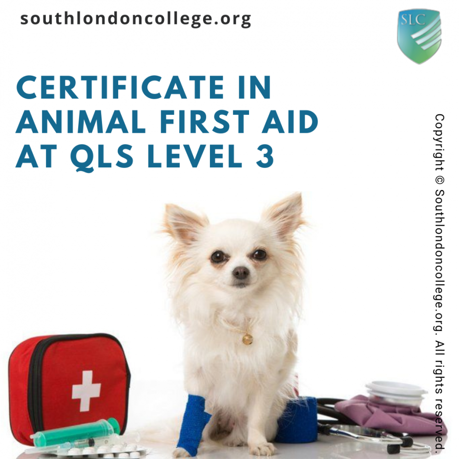 a-complete-guide-to-animal-first-aid-level-3-course-online