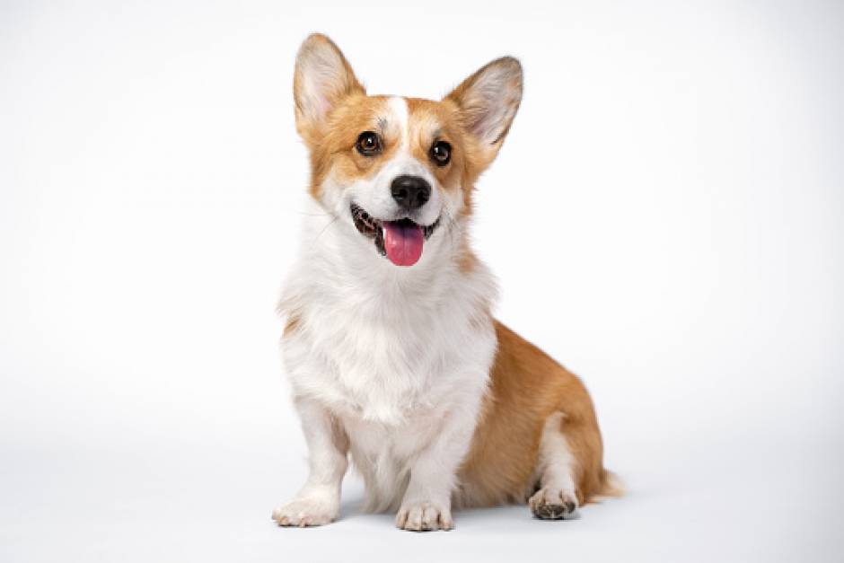 Does The Pembroke Welsh Corgi Attack Intruders