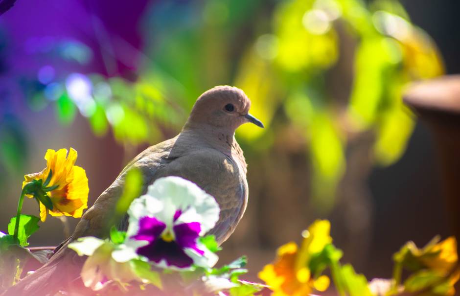 Dove with flower