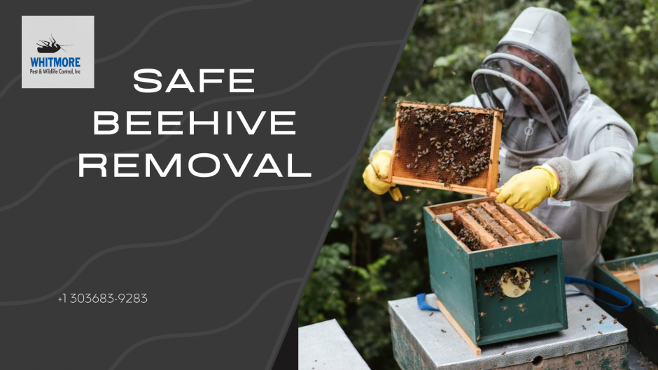 Everything You Need To Know About Safe Beehive Removal 1672212453 