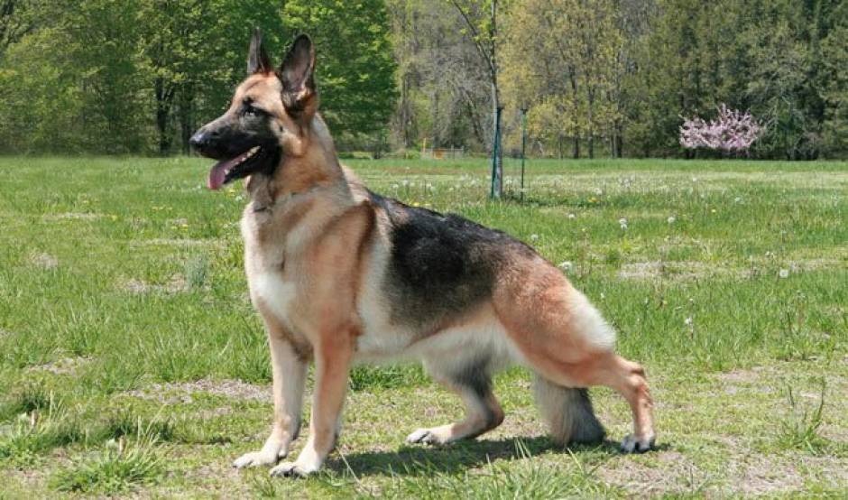 how much does a german shepherd puppy cost in india