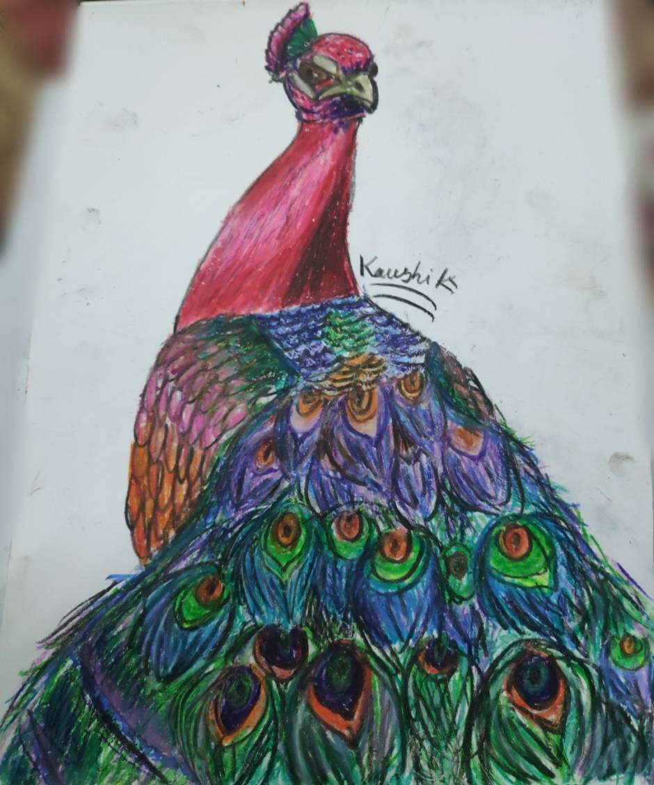 Peacock. stock illustration. Illustration of drawn, shape - 275909175