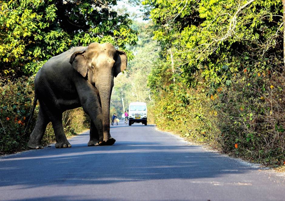 Human-Wildlife Conflict