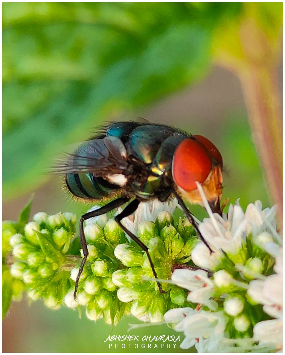 Chrysomya megacephala beauty of nature