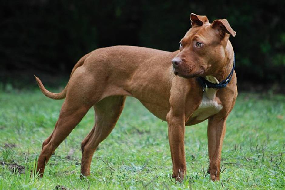 price-of-pitbull-dog-in-india