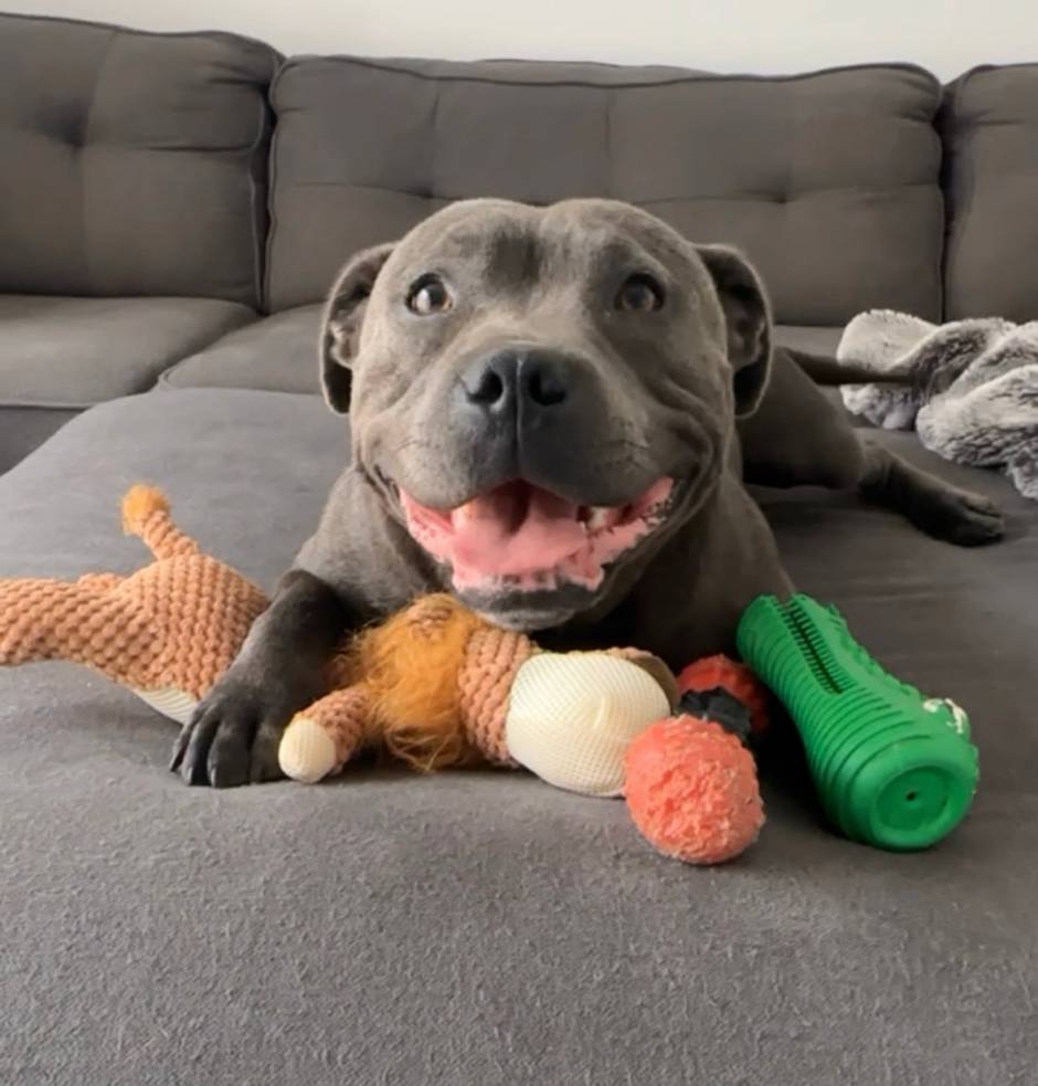 Staffy shop chew toys