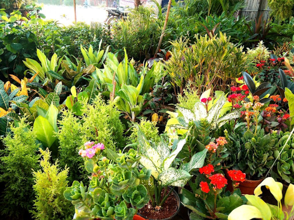 Biodiversity In Cityscapes Buy Plants Online In India