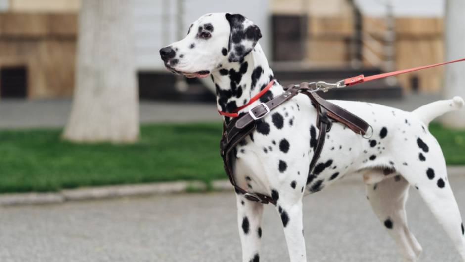 Safety First: How to Properly Fit & Use a Nylon Dog Leash