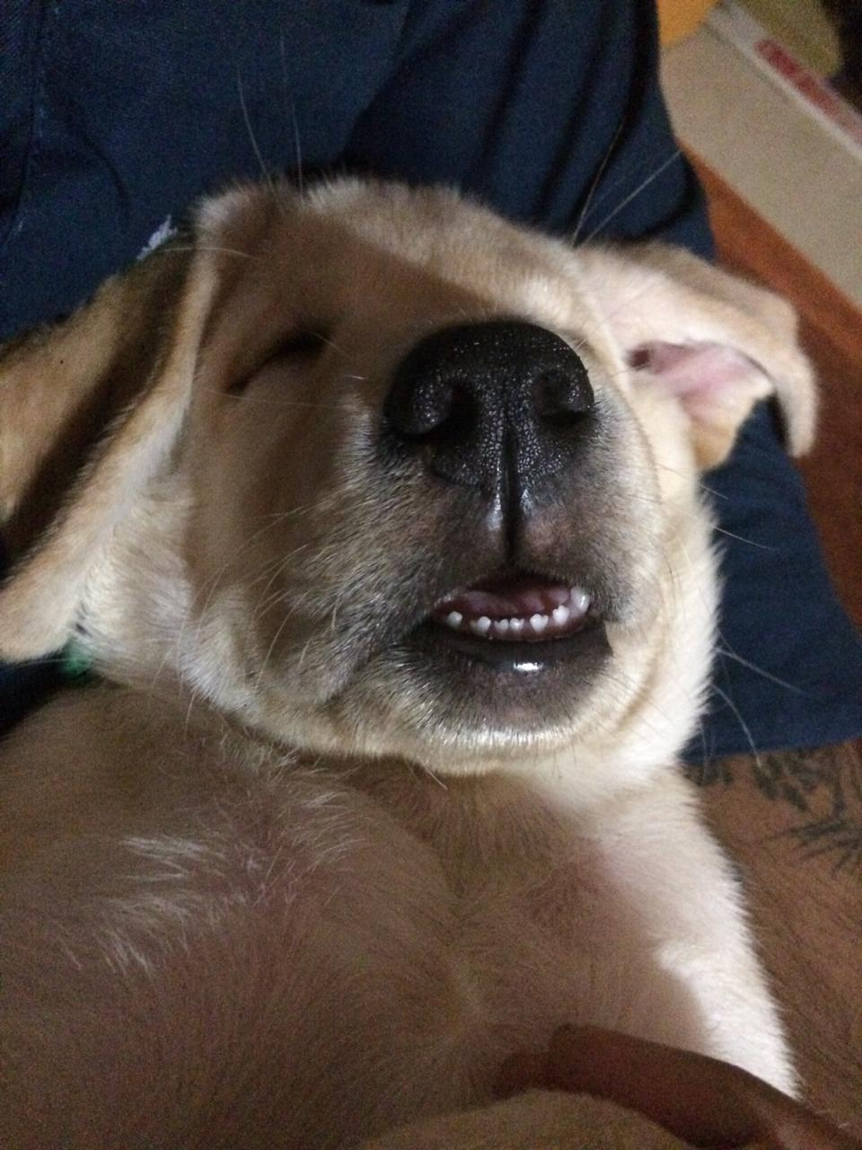 my dog is my best friend